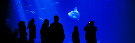 Sacramento Photographer | William Foster - blog entry 3 Sacramento Photographer | William Foster - monterey bay aquarium open sea